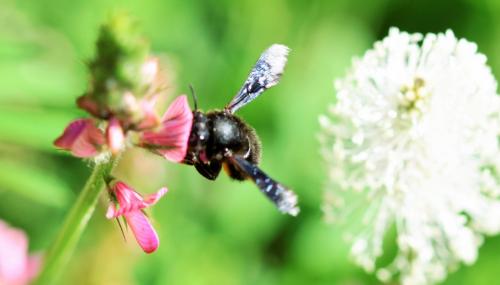 Réf. 242 070 : Megachile parietina